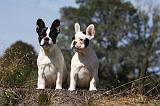 BOULEDOGUE FRANCAIS 893